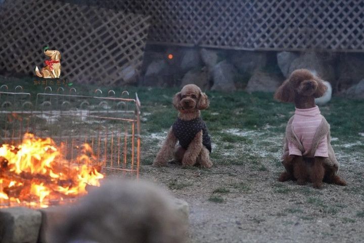 강아지 유치원의 수학여행 | 인스티즈