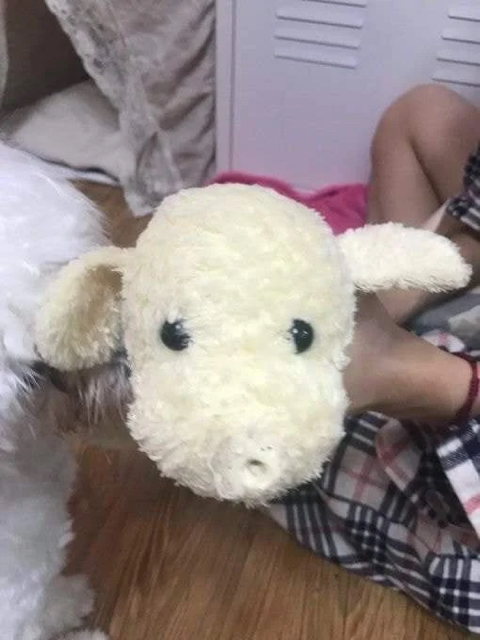 우리 강아지 코 떨어진 줄 알고 너무 놀라서 소리도 못 질렀던 날 | 인스티즈