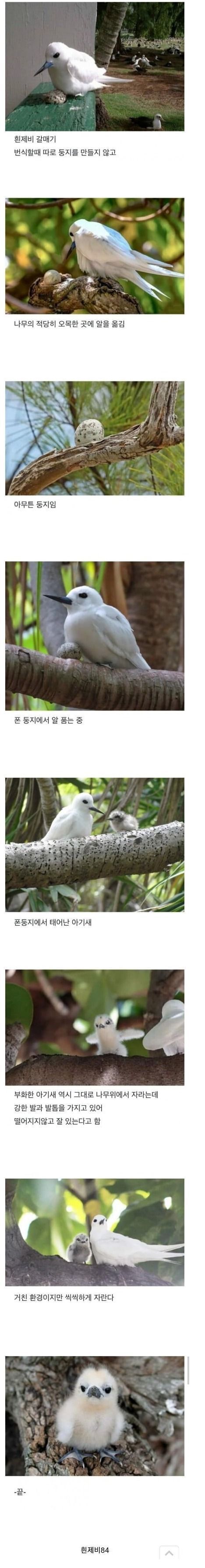 대충 적당히 사는 새 | 인스티즈