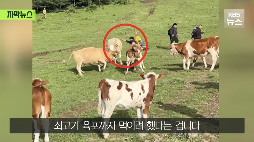 소들에게 짓밟혀 갈비뼈가 부러진 중국인 | 인스티즈