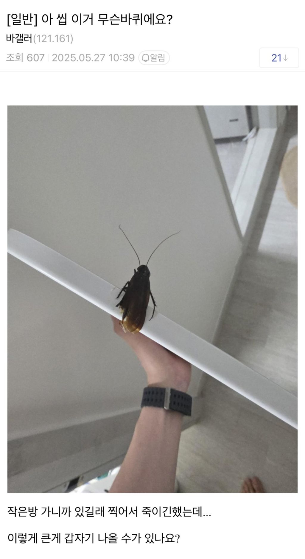 크기⚠️주의) 바퀴벌레 때려잡은 | 인스티즈