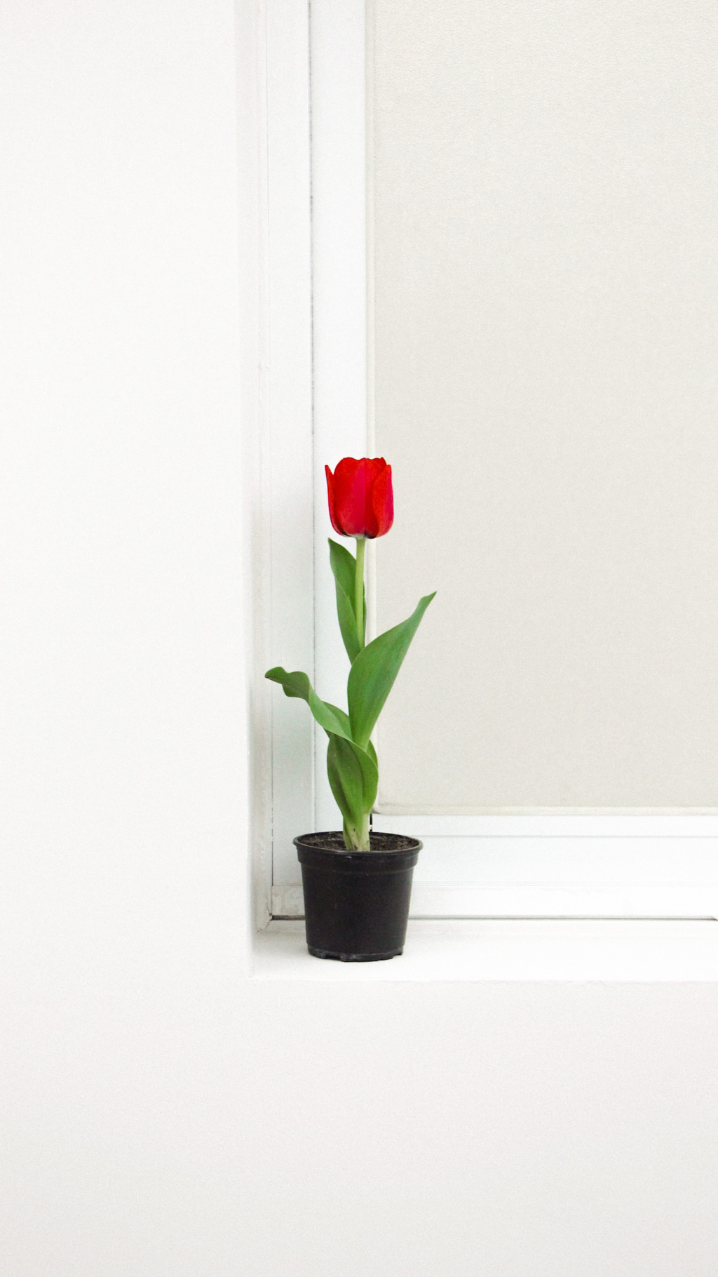 튤립 배경화면 공유 (추가) | 인스티즈