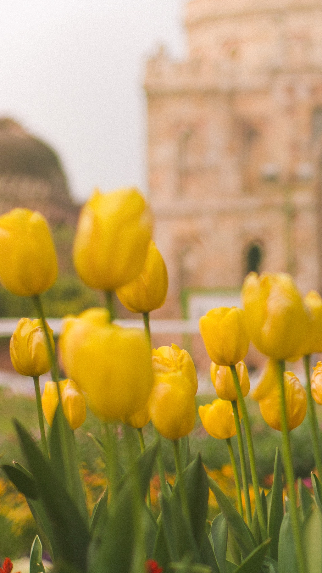 튤립 배경화면 공유 (추가) | 인스티즈