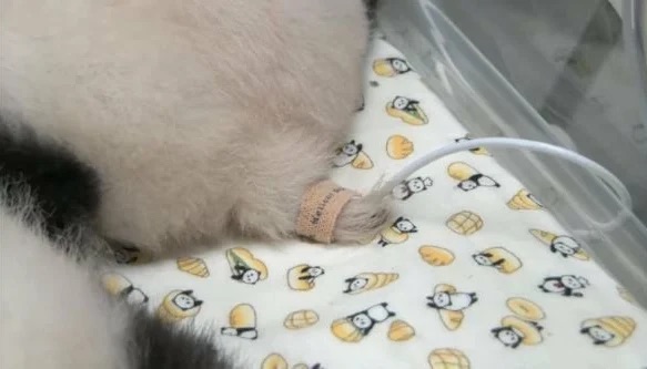 아기판다 심박수 재는 법 | 인스티즈