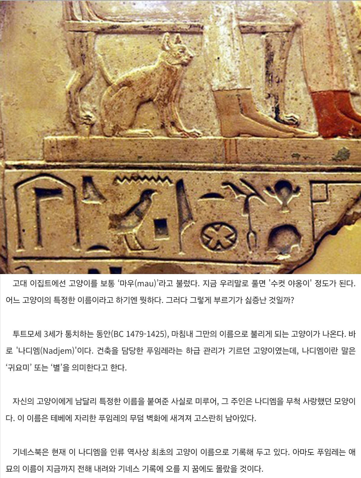 기네스북에 오른 최초의 고양이 이름.jpg | 인스티즈
