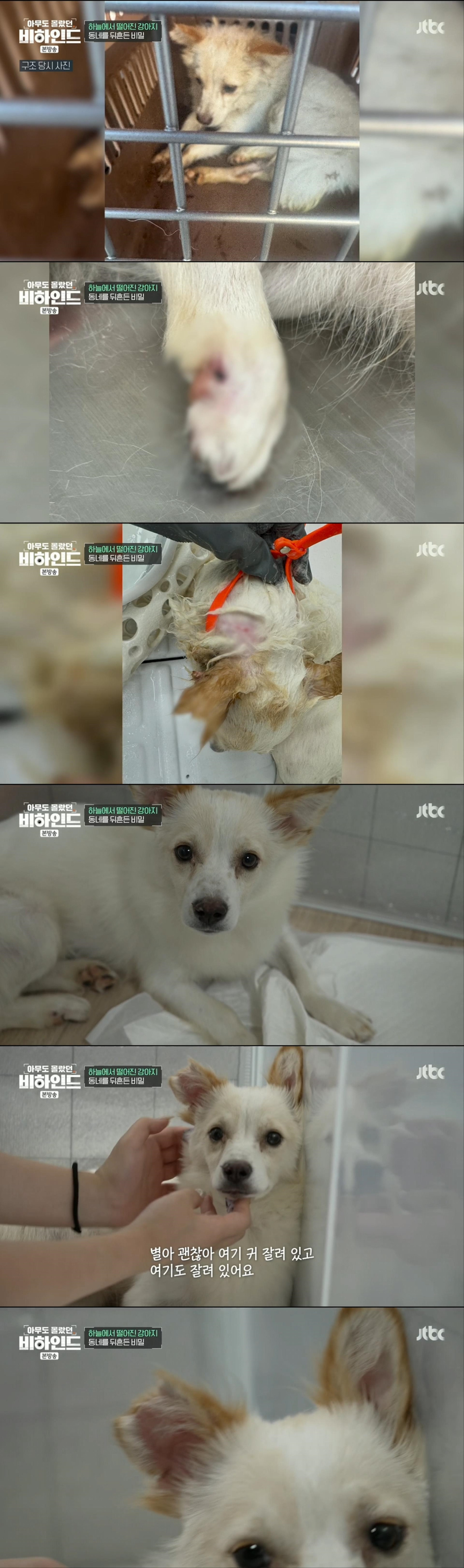 할머니와 할아버지와 함께 쓰레기집에서 살던 18마리의 강아지들 | 인스티즈