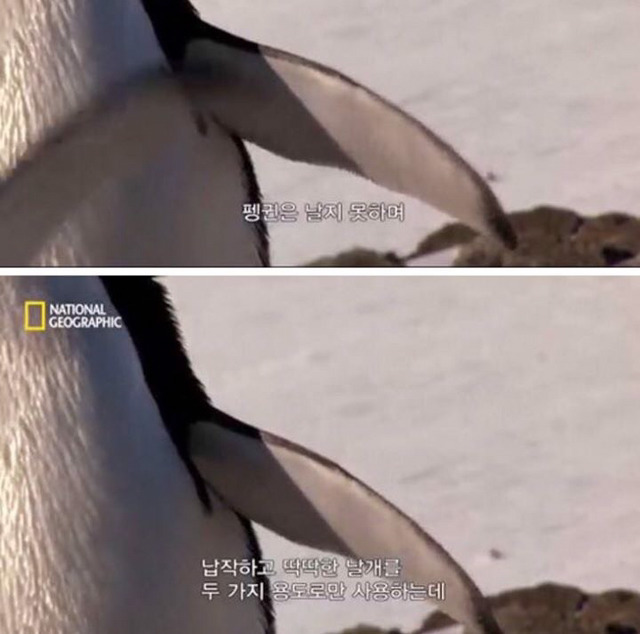 날개 이미지