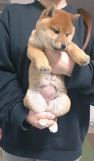 강아지 고양이 스트레칭 짤 | 인스티즈