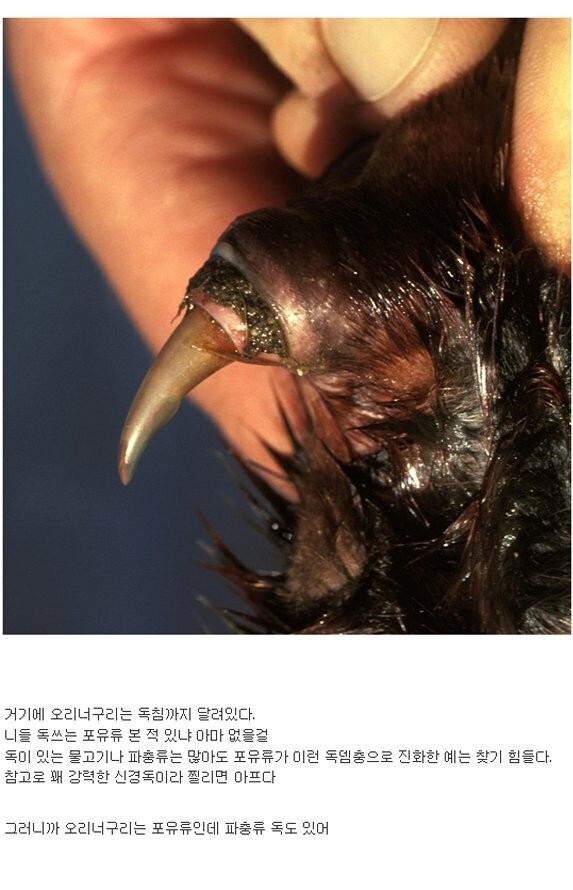 오리너구리는 오리너구리다 | 인스티즈