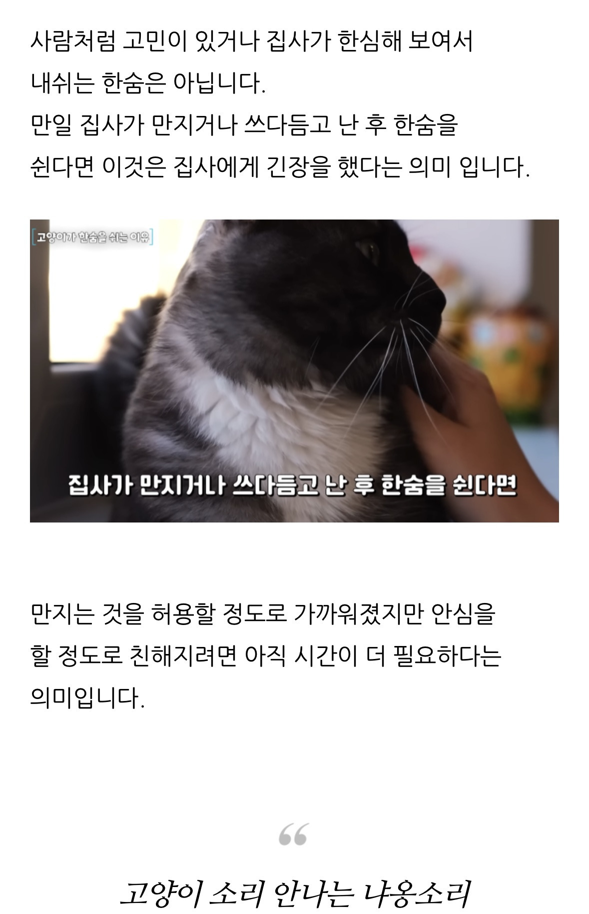 고양이 한숨의 이유.jpg | 인스티즈
