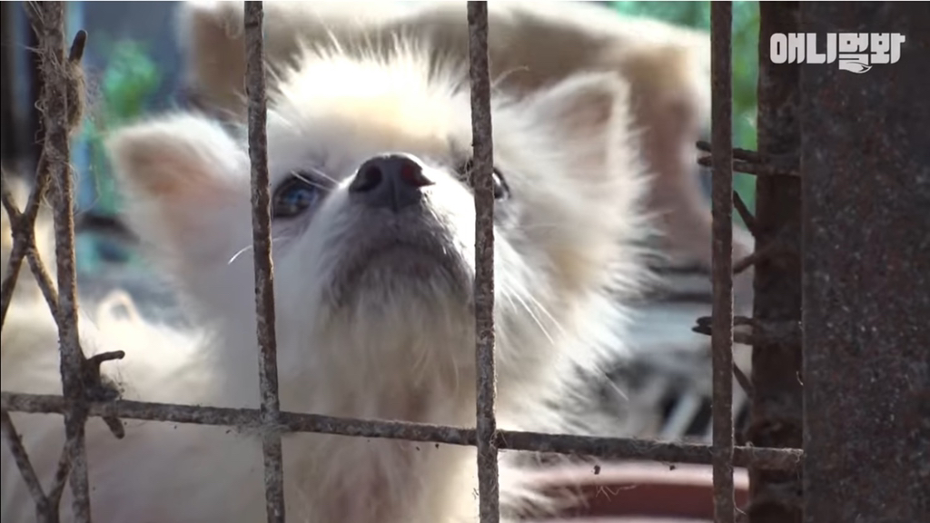 개농장에 품종견들이 많은 이유 | 인스티즈