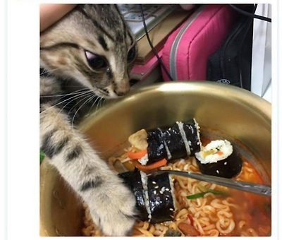 사람 음식에 관심 없다가 가끔 환장하는 집 고양이들 | 인스티즈