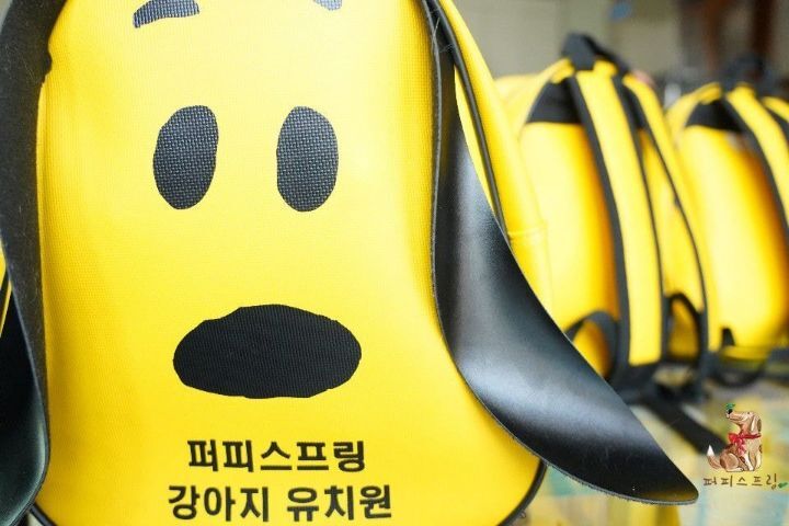 강아지 유치원의 수학여행 | 인스티즈