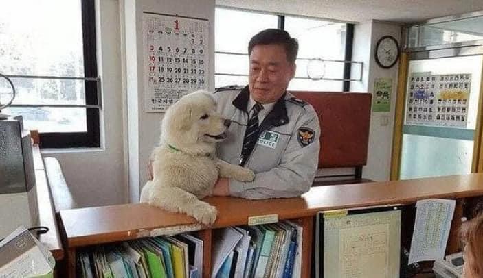 순찰중 발견한 유기견의 근황 | 인스티즈