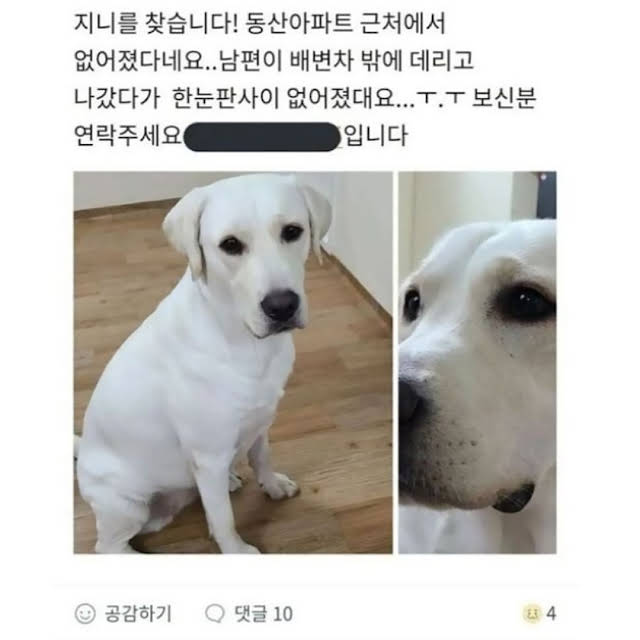실종된 강아지가 있던 곳 | 인스티즈