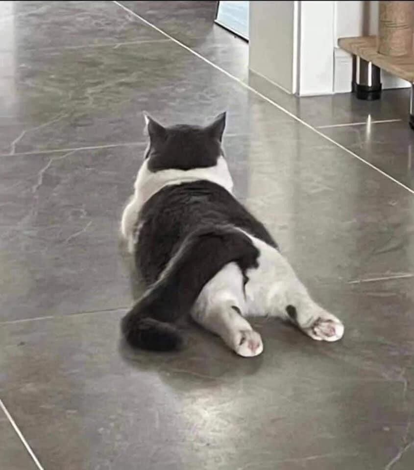 두 발 모을때마다 하트빔 쏘는 고양이 | 인스티즈