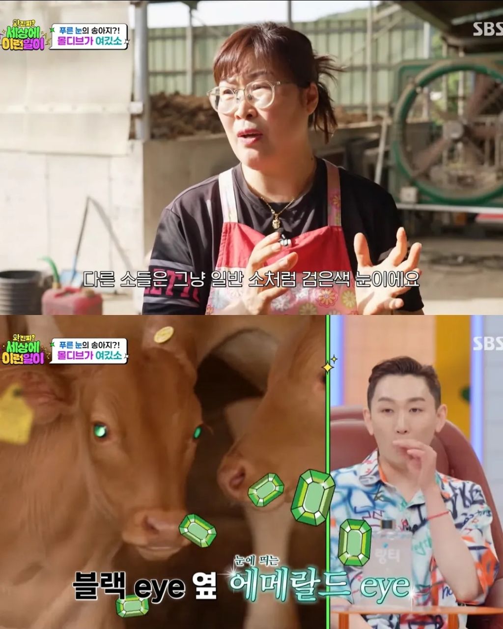 에메랄드 눈동자를 가진 k-송아지 | 인스티즈
