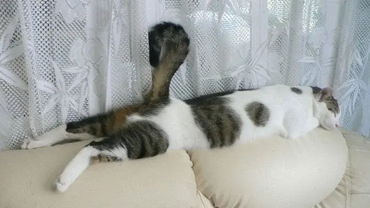 고양이 수면자세별 기분.jpg | 인스티즈