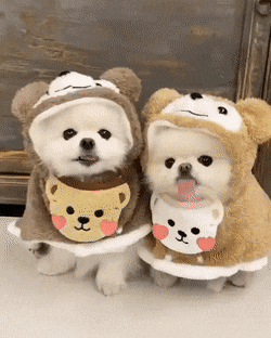 강아지한테 왜 이런옷을 입히지??? | 인스티즈