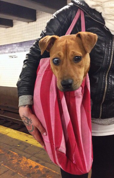 뉴욕에 사는 댕댕이들이 지하철 타는 법 | 인스티즈