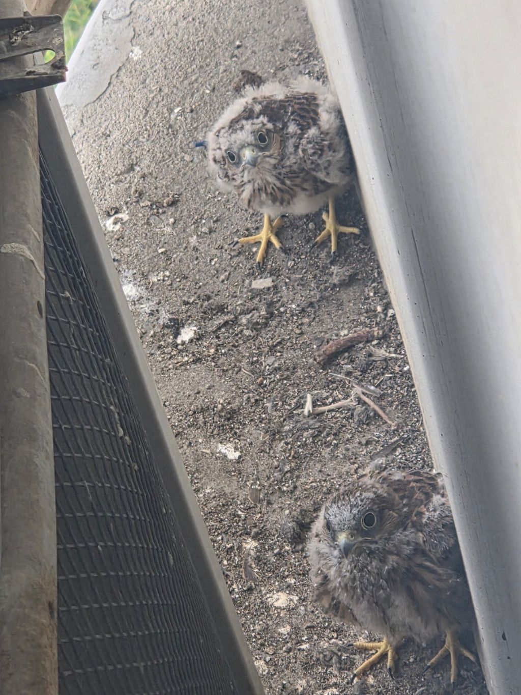 얼굴이 띨롱하게 생긴 애기털 덜 빠진 새 | 인스티즈