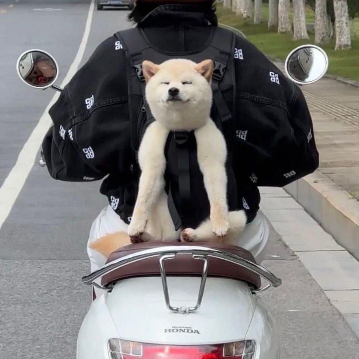 운전하다 행복해보이는 강아지 봄 | 인스티즈
