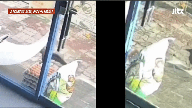 누가 달걀을 훔쳐가서 cctv를 봤는데.. | 인스티즈