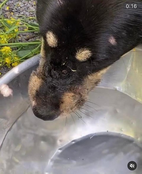 유채밭에 버려진 강아지 | 인스티즈