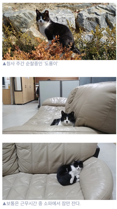 유성소방서 고양이소방관 도룡이 근무태도 매우 불량 - 막이슈 - 쭉빵카페 유성소방서 고양이소방관 도룡이 근무태도 매우 불량