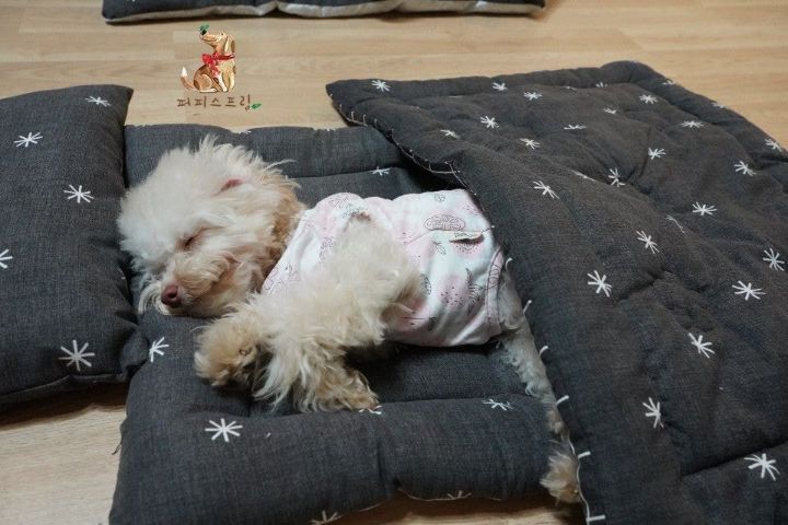 강아지 유치원의 수학여행 | 인스티즈