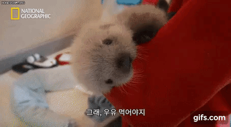 인형 같은 해달 새끼.gif | 인스티즈