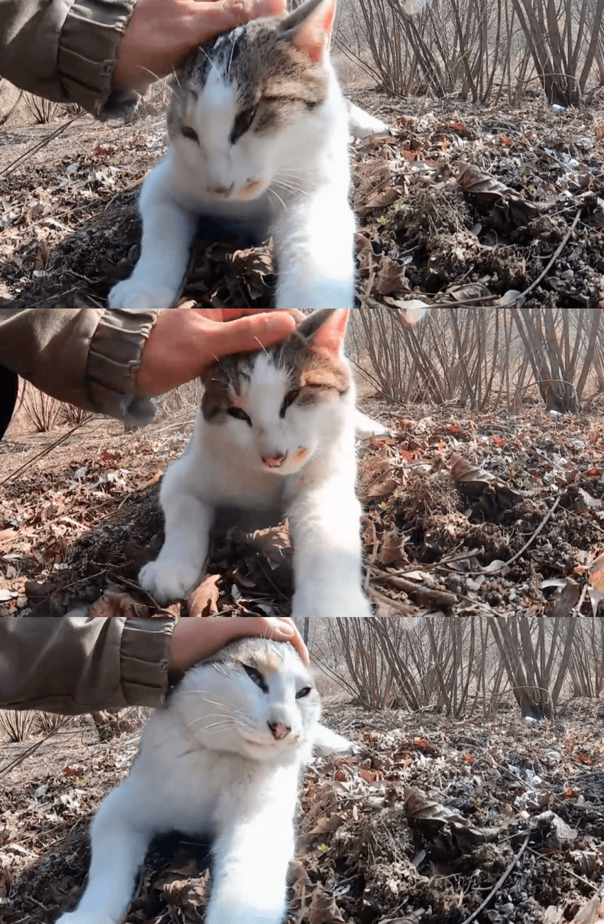 [hahaha] 냥이들 중에서 유독 봑봑봑 쓰다듬 당하는 냥이..jpgif | 인스티즈