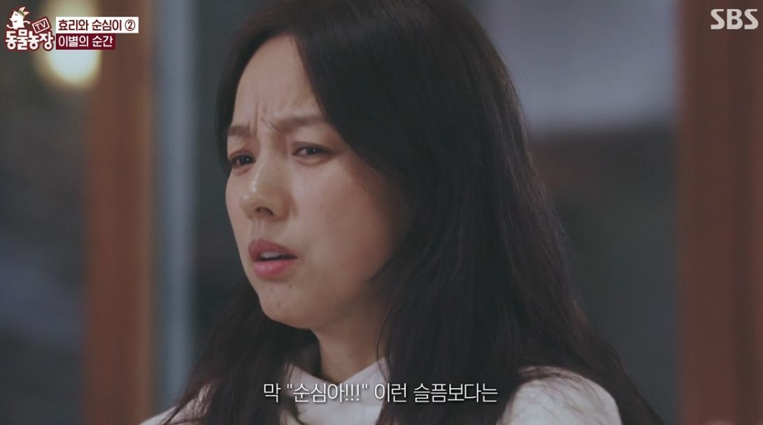 이효리 반려견 순심이가 죽기 전 다른 동물들이 보인 반응 | 인스티즈