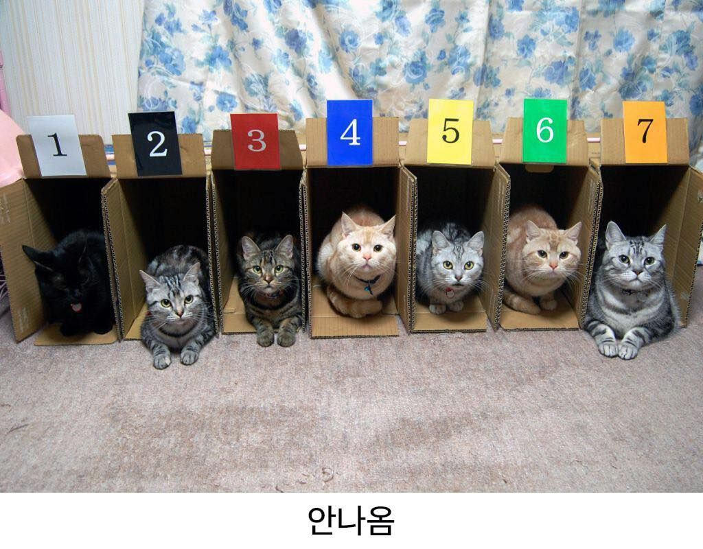 고양이 경주가 없는 이유 | 인스티즈