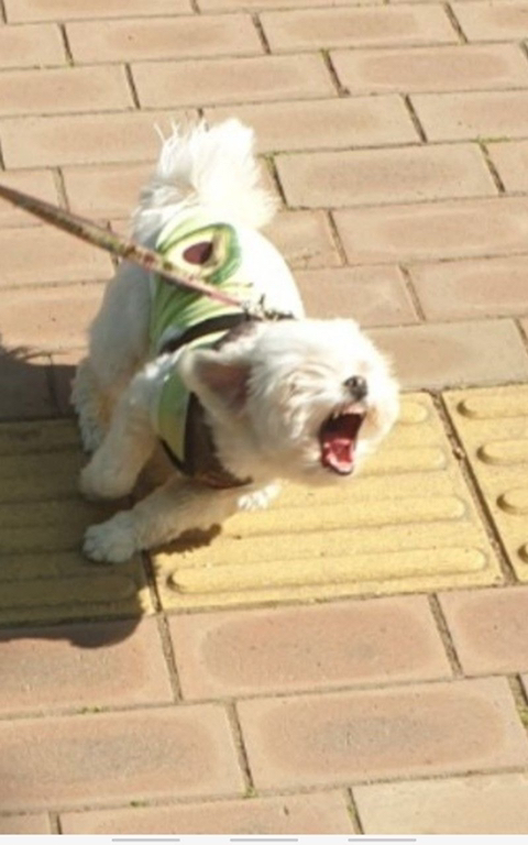 프랑스인 와이프가 이해못하겠는 한국 문화우리 강아지 산책하다가 싸움났는데 솔직히 누가 이긴거같아?....jpg | 인스티즈