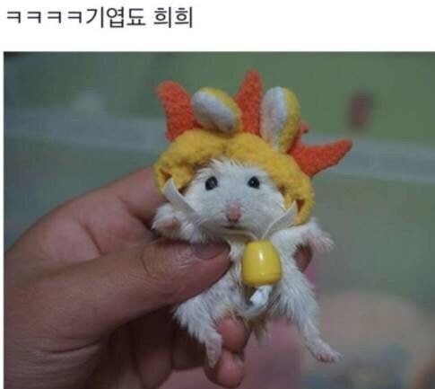 비 오는 날에는 떡지는 햄스터 | 인스티즈