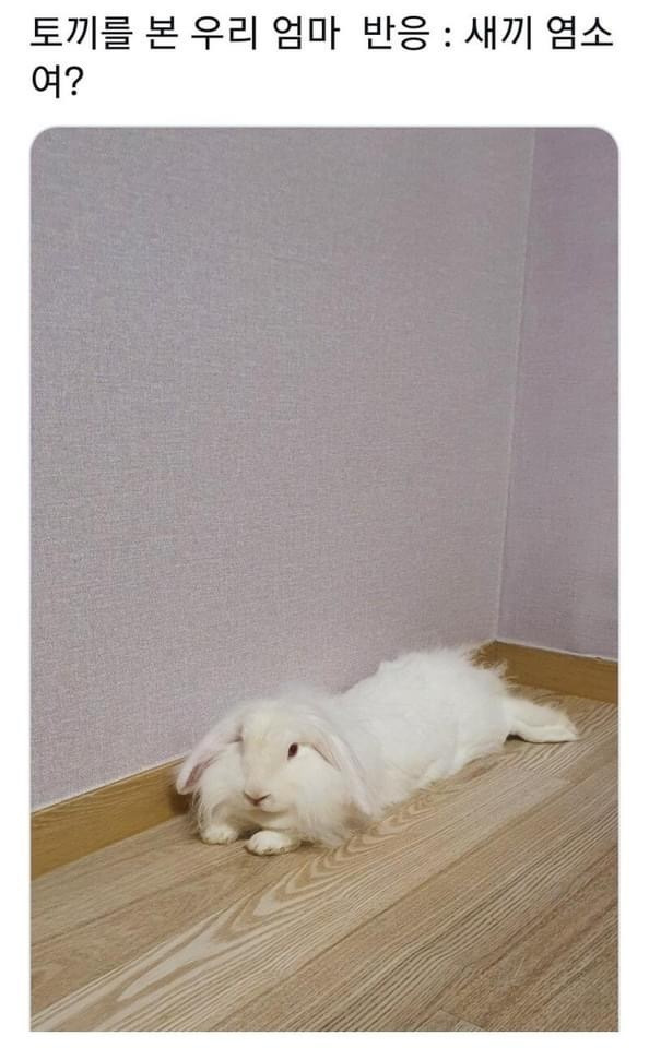 견종이 뭐예요? | 인스티즈