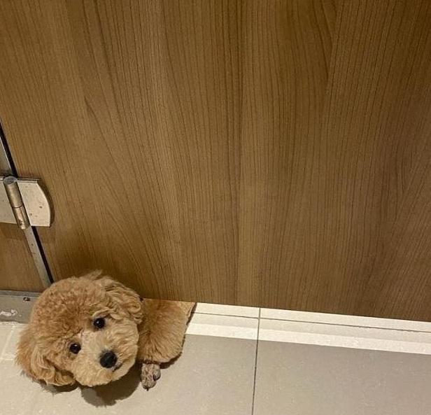 화장실까지 따라오는 댕댕이들 | 인스티즈