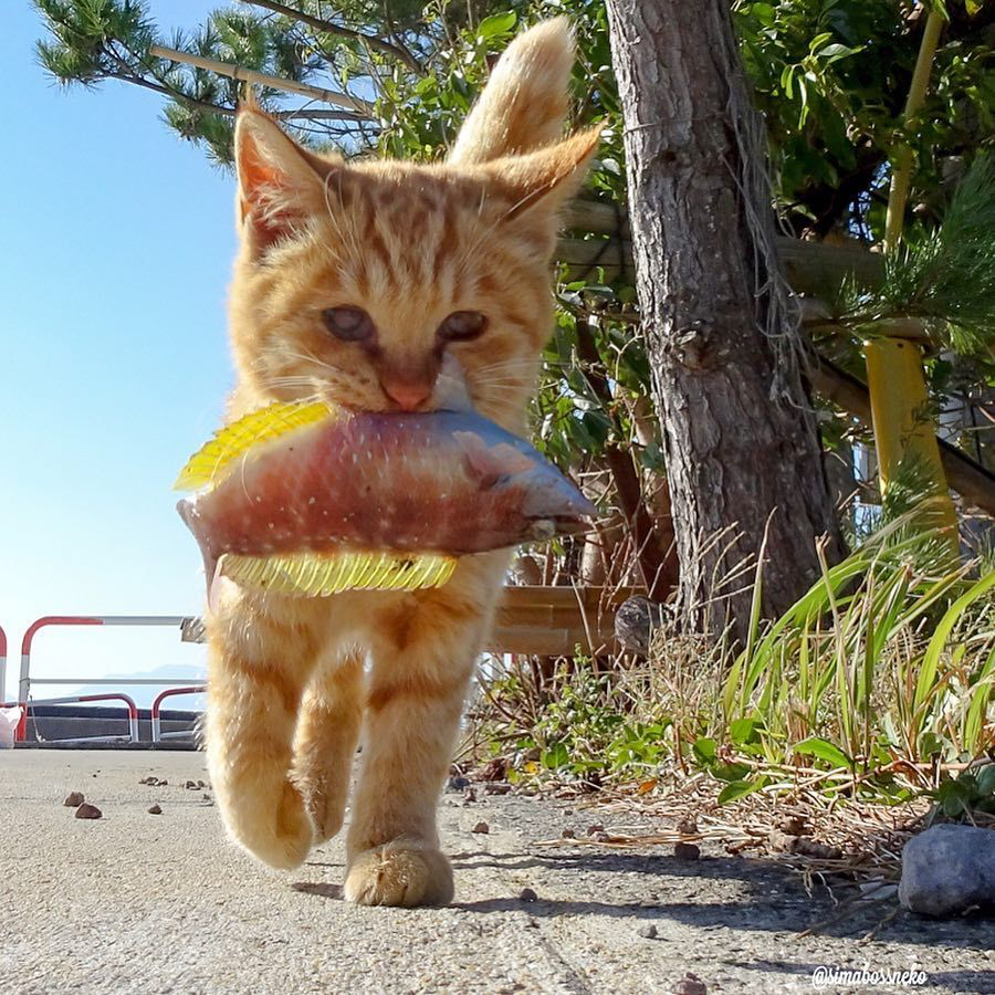 섬고양이들은 어부들에게 물고기를 받아온다 🐟🐈 | 인스티즈