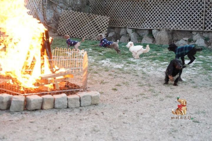 강아지 유치원의 수학여행 | 인스티즈