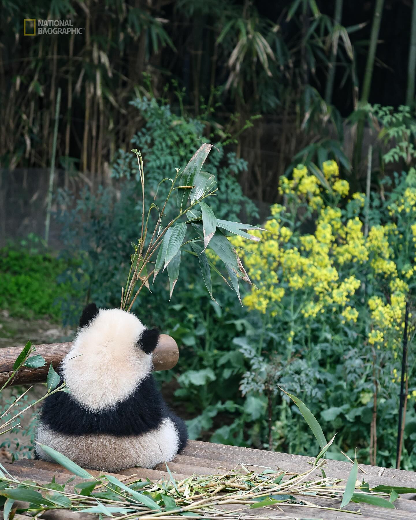 후이바오의 같은 장소, 같은 판다🐼 | 인스티즈