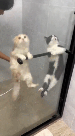 목욕탕 탈출 시도하는 고양이들ㅋㅋㅋ.gif | 인스티즈