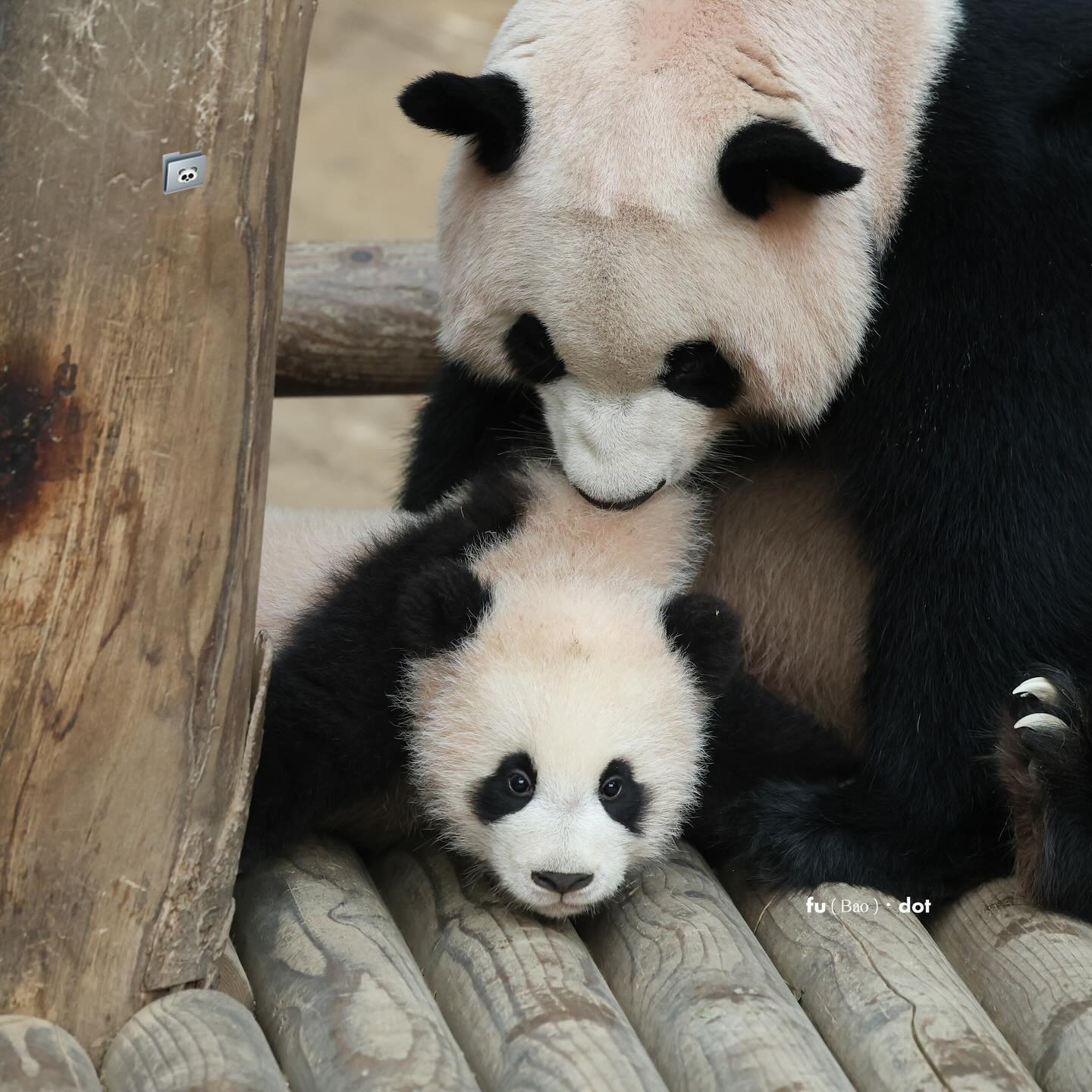 찹쌀떡처럼 쭈욱 늘어나는 후이바오🐼 | 인스티즈