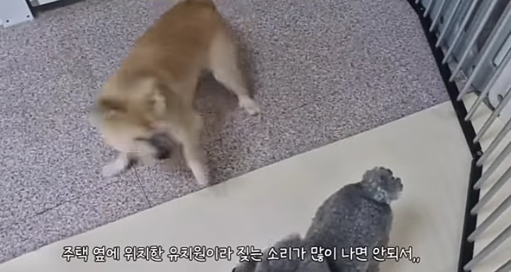 유치원에서 짤린 INFP 강아지... | 인스티즈