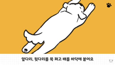 강아지 수면 자세 이유 | 인스티즈