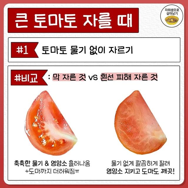 토마토 물기 없이 자르는 법 | 인스티즈