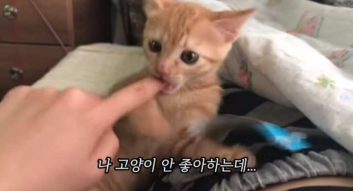 반려묘를 떠나보낸 유튜버가 올린 영상 | 인스티즈