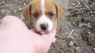 시골 댕댕이 특징.jpg | 인스티즈