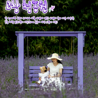 전국 라벤더 명소 6선 | 인스티즈