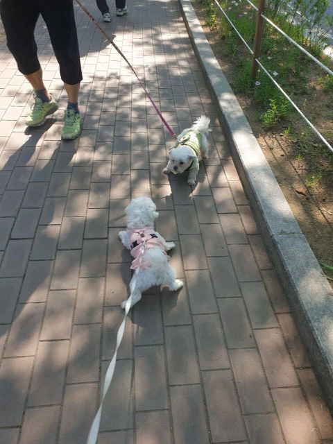 프랑스인 와이프가 이해못하겠는 한국 문화우리 강아지 산책하다가 싸움났는데 솔직히 누가 이긴거같아?....jpg | 인스티즈